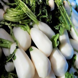 국내산 알타리 절임 알타리무 10kg(5-6단)