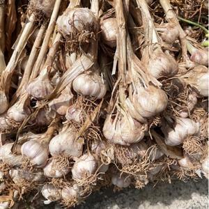 의성 토종 육쪽마늘 중 2kg 내외 (한접 95-105)개