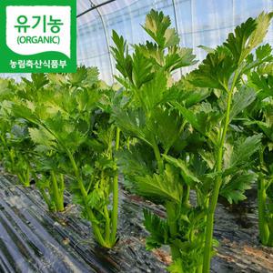 유기농 샐러리 야채 샐러드 쌈채소 채소 주스 500g 1kg