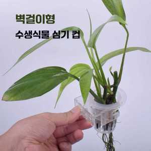 현우상점 어항고구마 고구마키우기 수초컵 수경재배식물