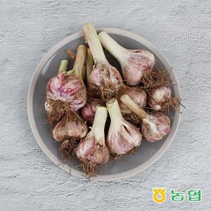 [감동]25년 고흥 햇 마늘 반접 50개입_소크기