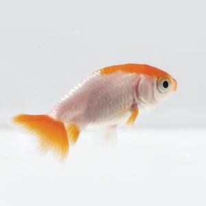 난주 랜덤 1마리 (3~4cm)