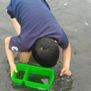계곡 물 놀이 다슬기 잡는 도구 투명창 플라스틱 채집 통 고디