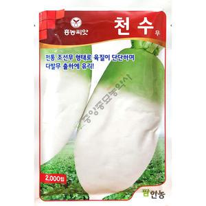 천수무 2000립 김장무씨앗 25년