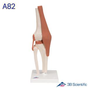 -3B Scientific 인체모형 A82 슬관절모형 유연한 무릎관절과 인대