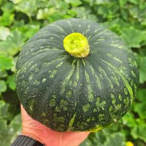 [포근한 제주 단호박] 제주 아지헤이 단호박 5kg(랜덤과)
