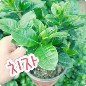 꽃나라엘리스/치자/공기정화식물