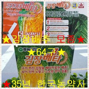 김장배추/모종/64구/3일만//불암3호/항암배추/김장베타/불암플러스/육묘장/35년 한국농약상사/직접