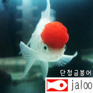 생먹이 자루 단정 금붕어 1마리 관상용 방생 연못 조경 놀이용