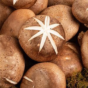 논산 사랑이네 표고버섯 2kg(가정용/70-100내외)