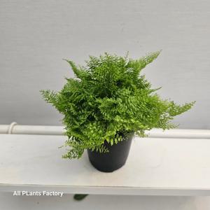 코튼캔디고사리 솜사탕고사리 소품 반려식물 10-25cm 89