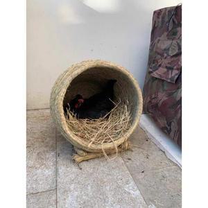 닭둥지 대형 알낳는곳 초대형 30cm1개 203103 양계 닭알집 중형 밀짚 닭알둥지