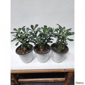 베하몰 실내 화초 1+1+1 석화 사막의장미 약30cm