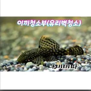 나비비파(청소물고기)이끼청소부 2마리