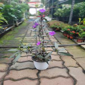 보라색 루엘리아 중품 야생화 30~60cm 69