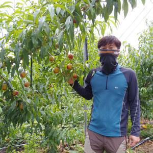 가마실농장 꼼꼼선별한 새콤달콤 천도복숭아 2kg 크기/무게 꼭 확인하세요