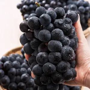 경북 고당도 햇 캠벨 포도 2KG 특품 (6-8수)