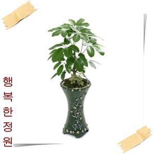 대엽홍콩/주필란다스/고급화분분갈이제품/개업/화분선물/축하화분