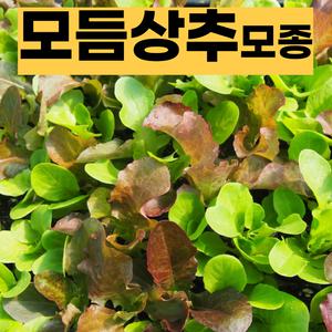 (모종파머스) 모듬 상추 20(개)  모둠쌈채소 키우기