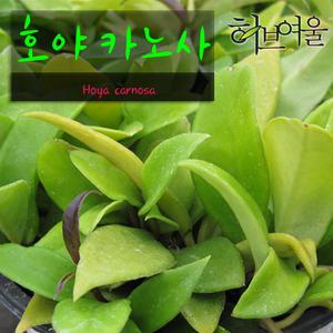 [허브여울관엽] 호야 카노사(wax plant 공기정화) 지름 9cm 소품화분