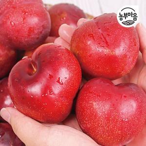 25년 새콤달콤 진짜 맛있는 국내산 왕 자두 도담자두 1kg 2kg 4kg