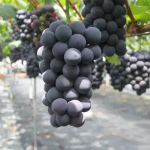 국내산 거봉포도 1kg(2-3수) 탱글탱글 큰알맹이 달콤함 가득