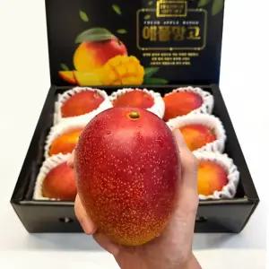 [국내최대농장] 제주섬 애플망고 초고당도 선물용 2.5kg 9-10입