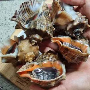 국내산 참소라 1kg(약 10미 내외)