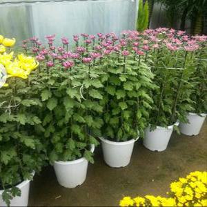 국화꽃/chrysanthemum/대국화/대륜국화/행사장/화분선물/행사장/교회강단/가을철판매