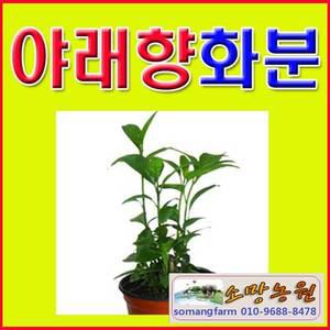 FB(소)야래향 화분(소) 2개 묶음/야래향판매/허브식물/모기쫓고 밤에만 꽃이피는 향이 좋은 허브