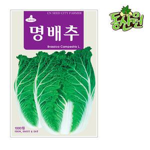 명배추씨앗 1000립 김장배추 가을배추종자 텃밭채소