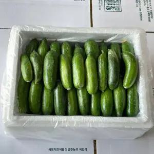 못난이 미니오이 3kg (50개 내외)