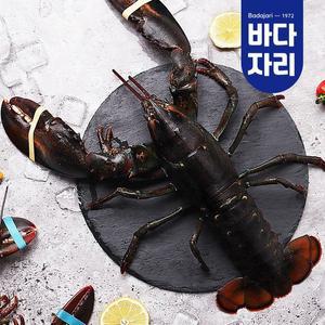 [바다자리](마산점)살아서 도착하는 활랍스타 1마리 500g내외
