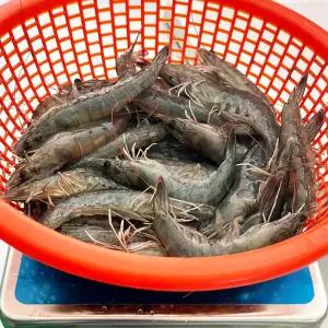 국산 새우 1kg 흰다리 새우 제철 생물 급냉 왕 생 대하