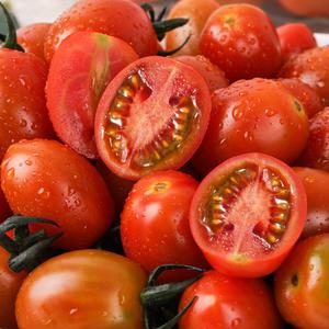 [홍주부]고당도 스테비아 단마토 1kg