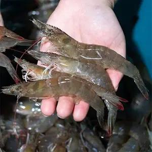 [자연맛남][산지직송] 25년 제철 활 새우 2kg(70미내외/흰다리새우)