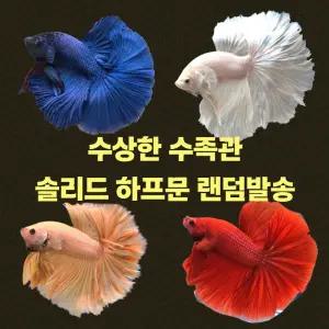 [수상한수족관] [하프문베타 ]솔리드색상 레드.옐로우.블루.화이트.블랙 하프문 베타 / 1마리 /색상 패턴 랜덤발송