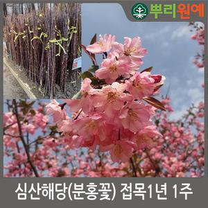 심산해당화(분홍꽃) 접목1년 1주 뿌리원예/활엽수