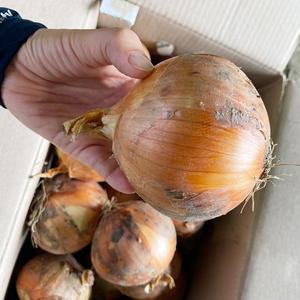 김광희농장 품질좋은 만생종 양파 5kg/10kg(크기혼합)