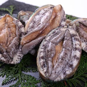 완도 활전복 7-8미 1kg(특대)