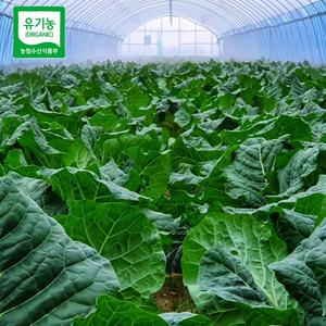 즙용 케일1-8kg 주스용 유기농 무농약 쥬스용 녹즙재료