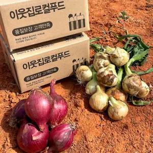 25년 무안 햇 양파 적양파 자색양파 10kg