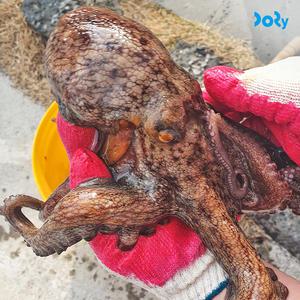[도리마켓] 국내산 급냉 돌문어 3kg (1-3미) 제수용 큰문어