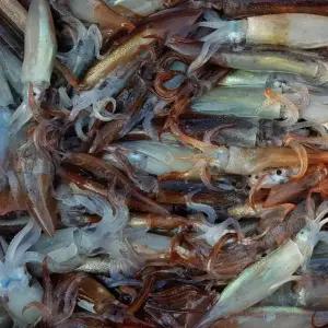 싱싱햇 국내산 생물 통찜 오징어 생오징어 1kg