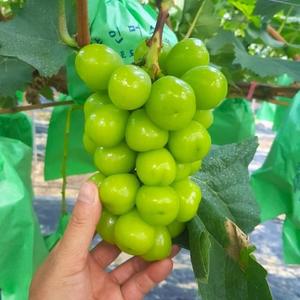 특품 샤인머스켓 25년 햇  고당도 샤인 머스캣 4kg (8-10수)