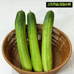 강원도 노지 특등급 백오이 백다다기 오이 오이지용 5kg, 10kg