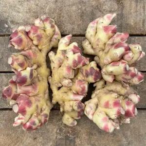 국내산 경북 햇 흙생강 1kg(특품)