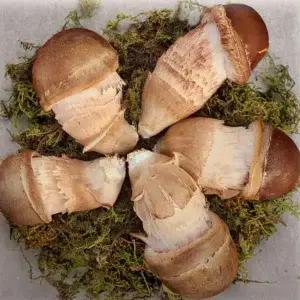 무농약인증 참송이버섯 가정용500g / 1kg 당일수확 신선도 최고