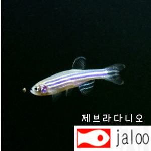 생먹이 자루 제브라 50마리 열대어 관상어 물고기 먹이용 수족관 어항