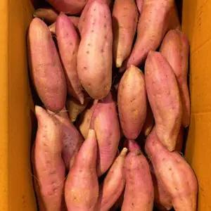 익산 햇 꿀 고구마 10KG 특상 초특가 행사 7091438